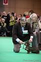 Crufts2011_2 1096